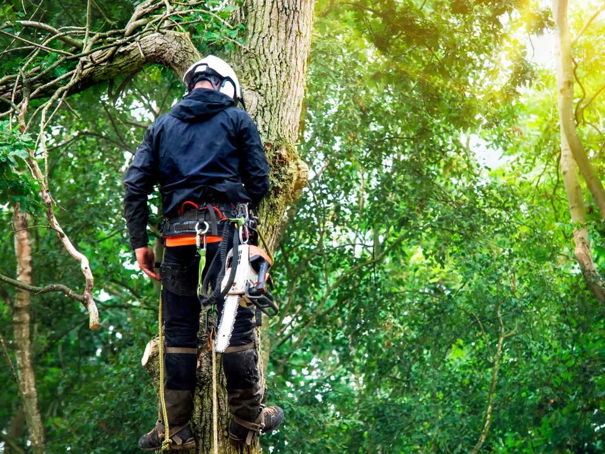 Pacific Land Preservation arborist working high in a tree canopy